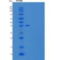 人连接蛋白-4/PVRL4重组蛋白C-6His