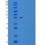 人结合蛋白-3/PVRL3/CD113重组蛋白C-6His