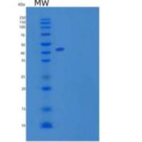 小鼠白细胞单免疫球蛋白样受体1/LMIR1/CD300a重组蛋白C-Fc