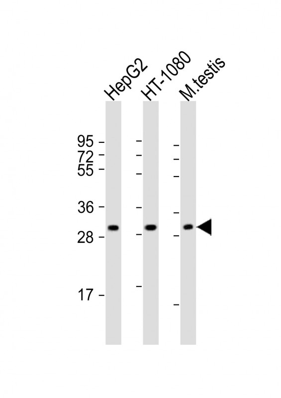 ZMAT3 Antibody - middle region (OAAB22291) in HepG2 Cells, HT-1080 cells, Mouse Testis Cells using Western Blot