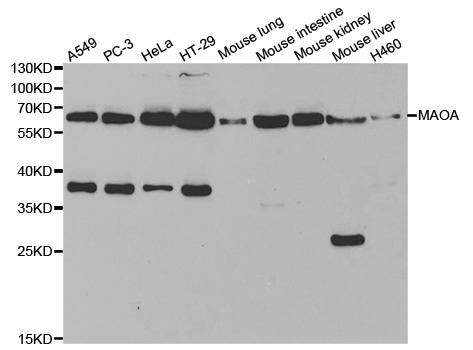 MAOA Antibody (OAAN00336) in Multiple Cell Lines using Western Blot