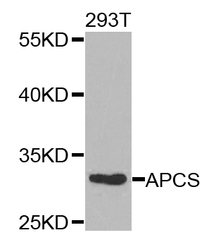 APCS Antibody (OAAN00656) in 293 Cells using Western Blot