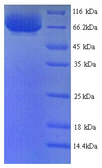 PTK7 CCK4 Recombinant Protein (OPCA03007) in SDS-PAGE Electrophoresis