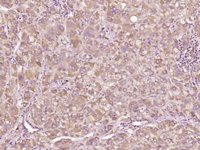 Bax抗体文献引用