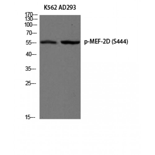 MEF2D Antibody (Phospho-Ser444) (OASG04452) in K562, AD293 using Western Blot