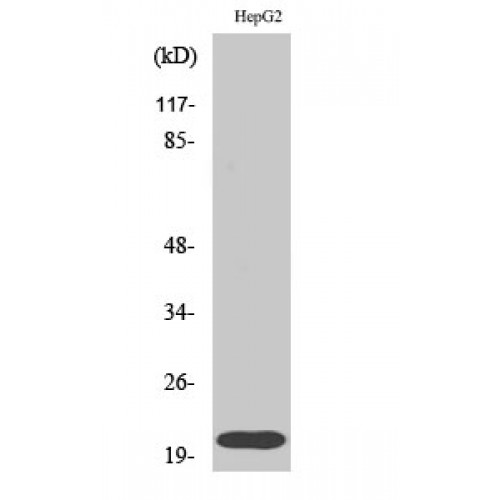 RHOA Antibody (OASG06367) in HepG2 using Western Blot