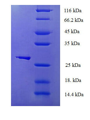 GPX1 Recombinant Protein (OPCA01628) in SDS-PAGE Electrophoresis