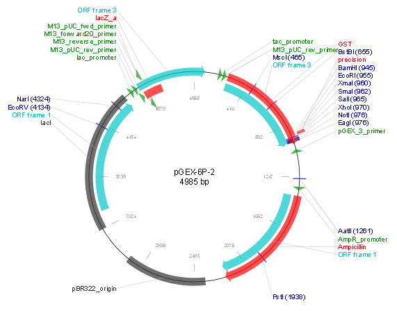pGEX-6P-2产品信息