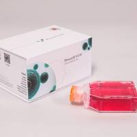 C1498（小鼠白血病细胞）