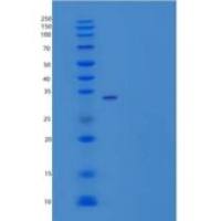 人细胞粘附分子3重组蛋白