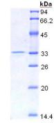 HMGB1 Recombinant Protein (OPCD03915) using SDS-PAGE