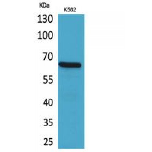 ALCAM Antibody - C-terminal region (OASG01199) in K562 using Western Blot