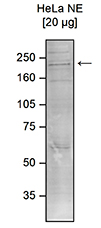CHD1 Antibody (OADC00025) in Human Hela cells using Western Blot