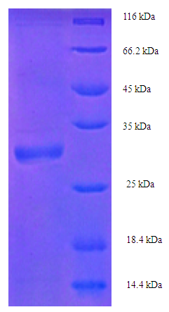 DERP2 Recombinant Protein (OPCA03151) in SDS-PAGE Electrophoresis