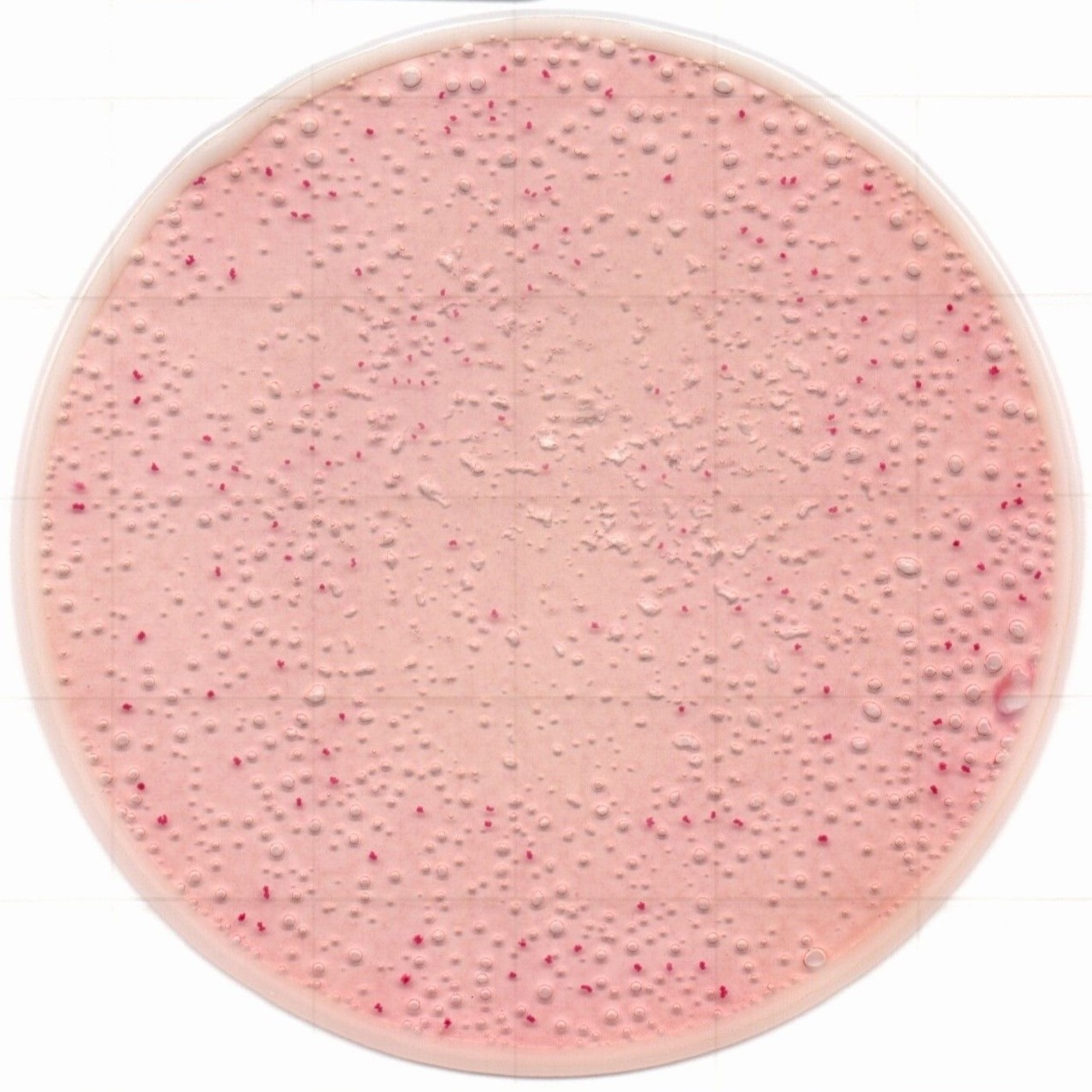 1217129076693198.jpg 1217129076693198.jpg