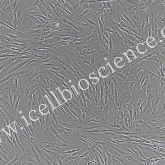 角膜成纤维细胞 /免疫荧光鉴定/镜像绮点（Cellverse）