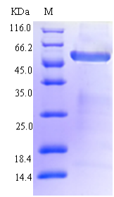 hlgB Recombinant Protein (OPCA03476) in SDS-PAGE Electrophoresis