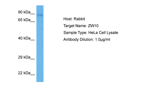 ZW10 Antibody - C-terminal region (ARP81444_P050) in Human HeLa Whole Cell using Western Blot