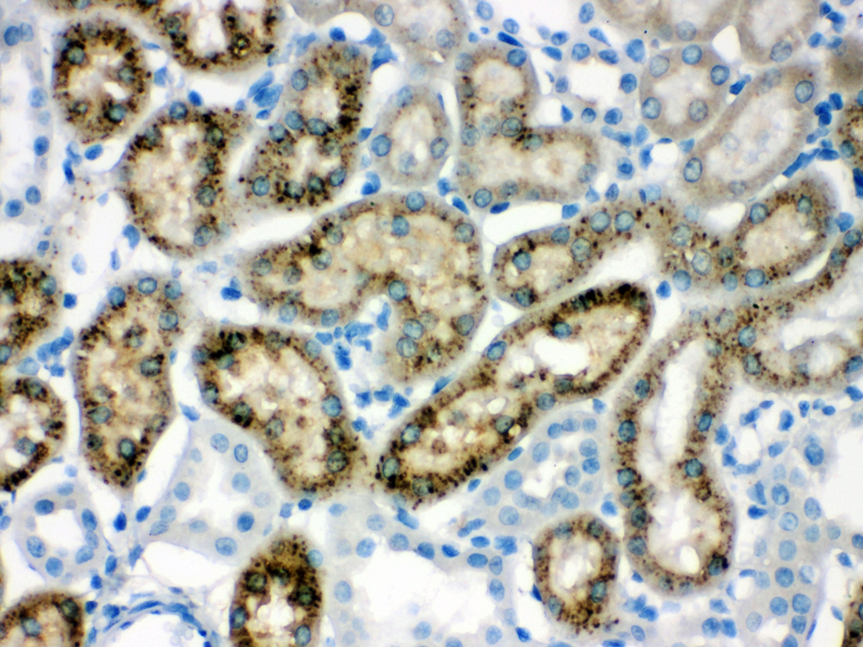TTR Antibody (OABB02140) in Rat Kidney using Immunohistochemistry