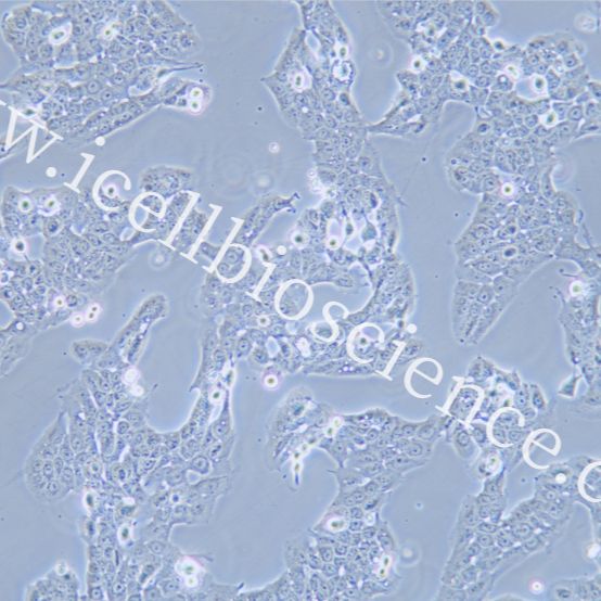 WSU-HN30 人口腔鳞状癌细胞/STR鉴定/镜像绮点（Cellverse）