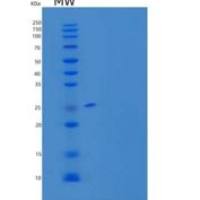 大鼠M-CSF/CSF1重组蛋白