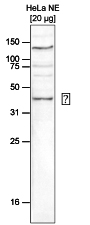 SETD8 Antibody (OADC00223) in Human Hela cells using Western Blot