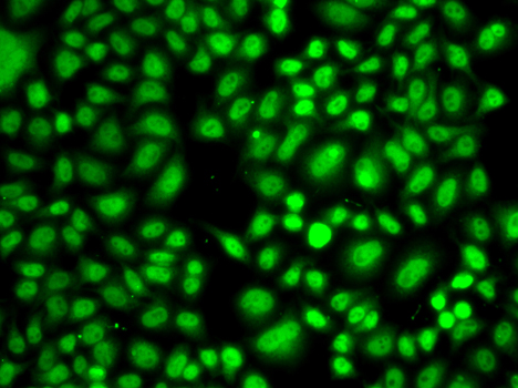 CREB1 Antibody (OAAN00272) in A549 Cells using Immunofluorescence