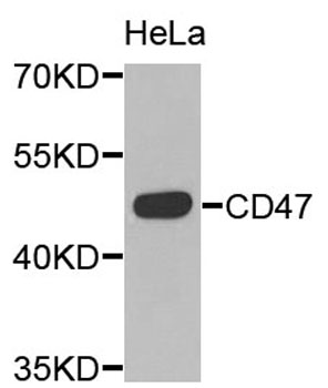 CD47 Antibody (OAAN02197) in HeLa Cells using Western Blot