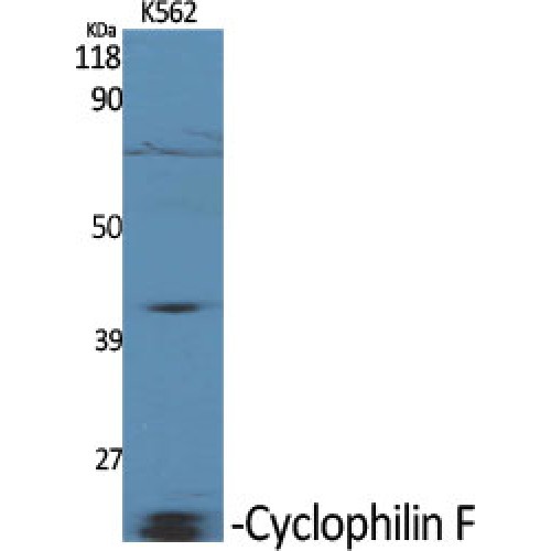 PPIF Antibody - middle region (OASG01956) in K562 using Western Blot