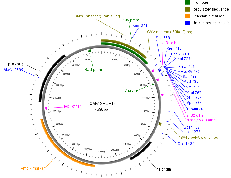 人USP5 cDNA克隆产品信息