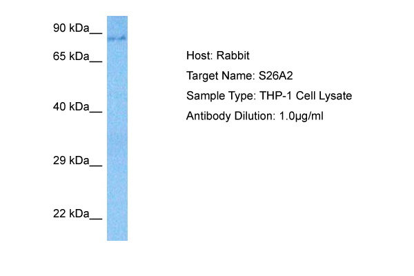 S26A2 Antibody - N-terminal region (ARP76099_P050) in Human THP-1 Whole Cell using Western Blot