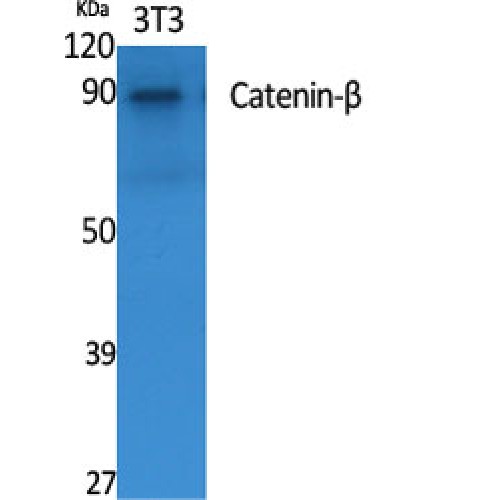 CTNNB1 Antibody (OASG01082) in 3T3 using Western Blot