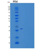 人OX-2/MOX1/CD200重组蛋白C-6His