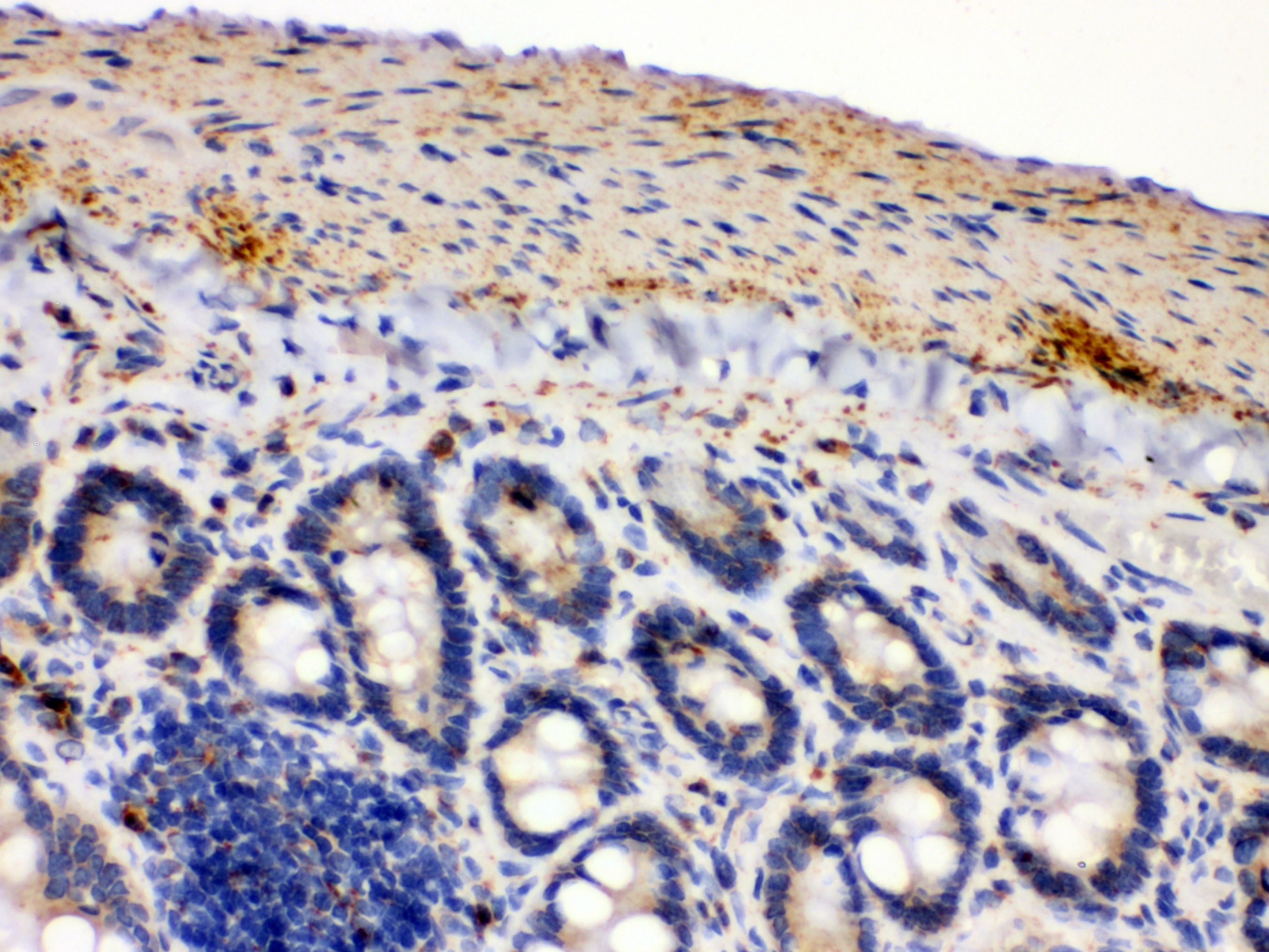 IDH2 Antibody - C-terminal region (OABB02085) in Mouse Intestine Tissue using Immunohistochemistry