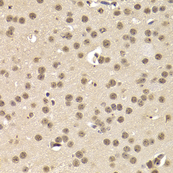 CREB1 Antibody (OAAN00272) in Mouse Brain using Immunohistochemistry