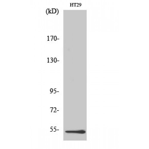 DDX19B Antibody - N-terminal region (OASG02112) in HT29 using Western Blot