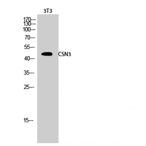 COPS3 Antibody - middle region (OASG01879) in 3T3 using Western Blot