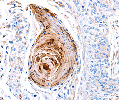 GLRA1 Antibody (OAAN00998) in Human Esophagus using Immunohistochemistry