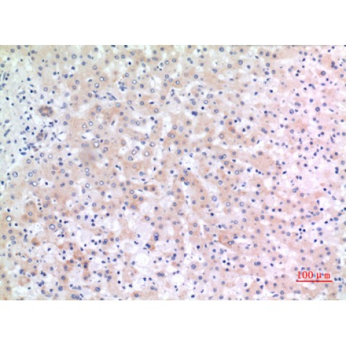 ALCAM Antibody - C-terminal region (OASG01199) in Human Liver using Immunohistochemistry