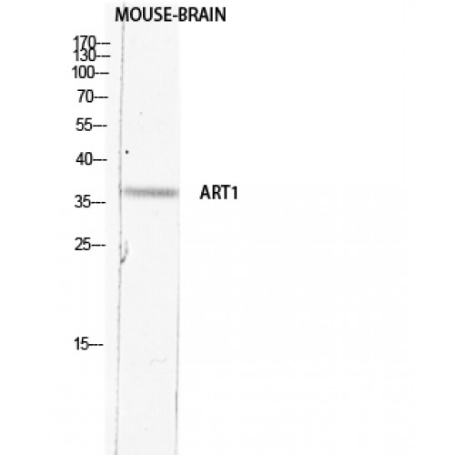 ART1 Antibody - middle region (OASG01258) in Mouse Brain using Western Blot