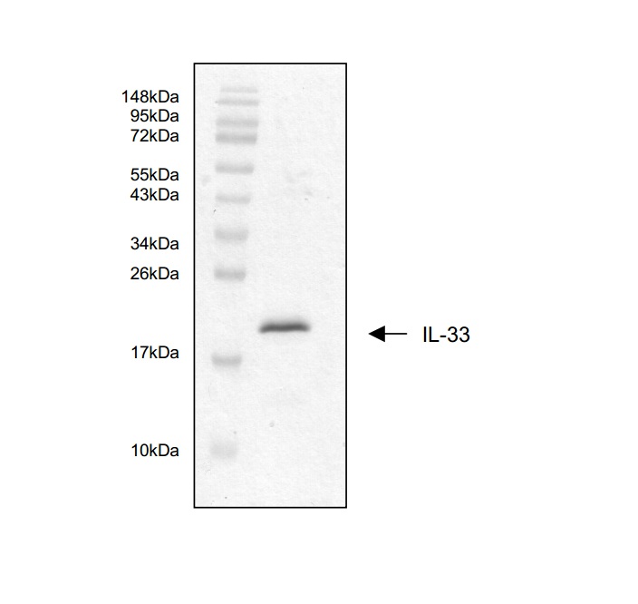 Interleukin-33 Protein (OPRB00264) in Interleukin-33 using Western Blot