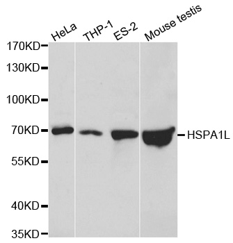 HSPA1L Antibody (OAAN00575) in Multiple Cell Lines using Western Blot