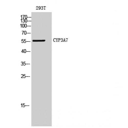 CYP3A7 Antibody - middle region (OASG02006) in 293T using Western Blot