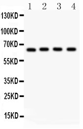 NF Antibody (OABB01807) in PC 12 Whole Cell Lysate, NRK Whole Cell Lysate, HEPA Whole Cell Lysate, NIH Whole Cell Lysate using Western Blot