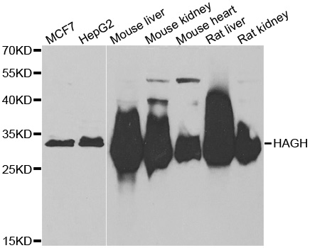 HAGH Antibody (OAAN01906) in Multiple Cell Lines using Western Blot