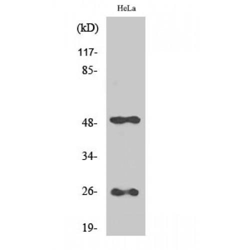 CLU Antibody - C-terminal region (OASG01657) in HeLa using Western Blot