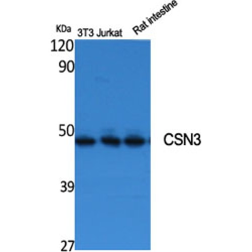 COPS3 Antibody - middle region (OASG01879) in 3T3, Jurkat, Rat Intestine using Western Blot