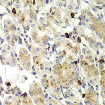 MMP9 Antibody (OAAN00717) in Human Intestine using Immunohistochemistry