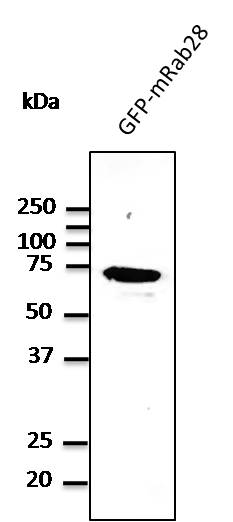 RAB28 Antibody - C-terminal region (OASF00070) in HEK293 cells using Western Blot