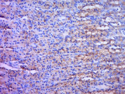 Bax抗体文献引用